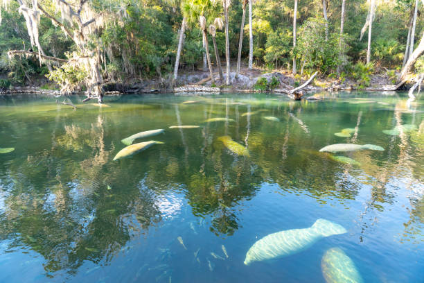 A herd of Florida Manatee (Trichechus manatus latirostris) swimming in the crystal-clear spring water at Blue Spring State Park in Florida, USA A herd of Florida Manatee (Trichechus manatus latirostris) swimming in the crystal-clear spring water at Blue Spring State Park in Florida, USA, a winter gathering site for manatees. manatus stock pictures, royalty-free photos & images