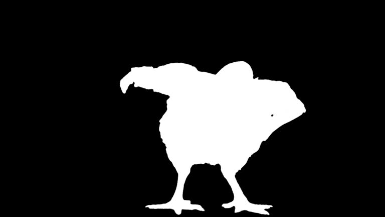 2,171 Funny Chicken Stock Videos and Royalty-Free Footage - iStock | Funny chicken illustration 2,171 Funny Chicken Stock Videos and Royalty-Free Footage - iStock | Funny chicken illustration