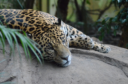 A close-up of a sleepy looking adult Jaguar lay on it's right hand side with it's Head, Shoulders and front Legs towards the Camera. There is a Plant with Frond Leaves in the foreground on the left.