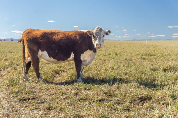 istock Brown and white Polled Hereford cow in a field looking at the camera. Side view. copy space 1642519054