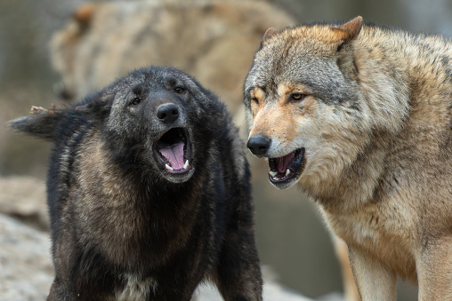 Portrait of two calling canadian timberwolves.