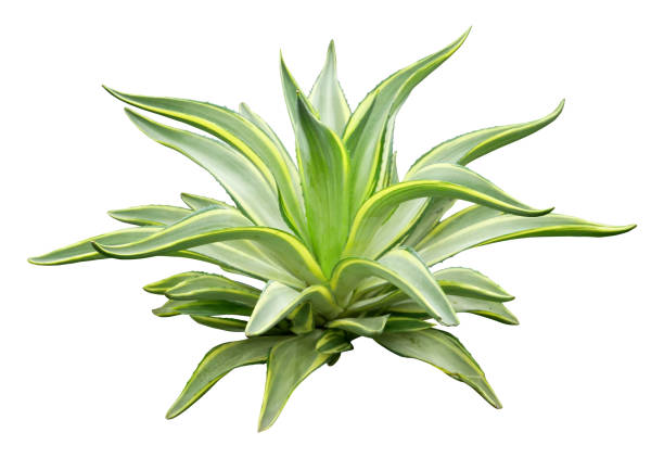 istock Agave plant isolated on white background. 1642542144