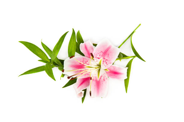 Delicate lily flower isolated on white background.