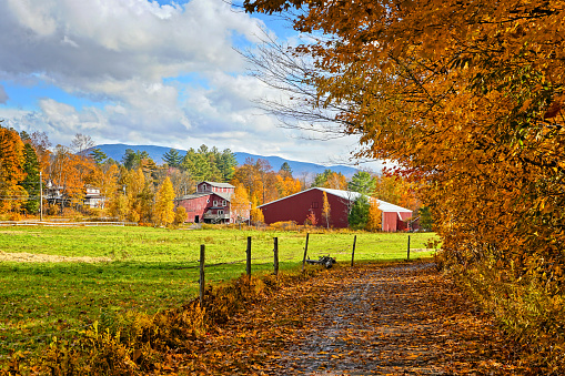 Trail through vibrant fallen autumn leaves with red wooden barn near Stowe, Vermont, USA