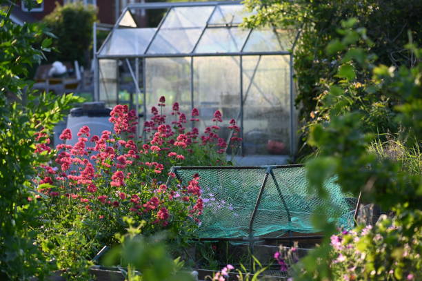 istock Allotment garden 1642559922