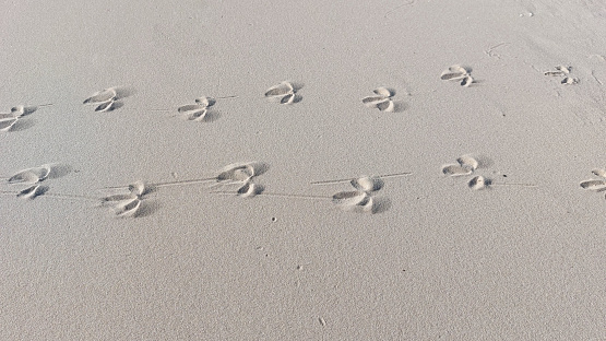 bird footprints in the sand on the beach. Summer background. Closeup.