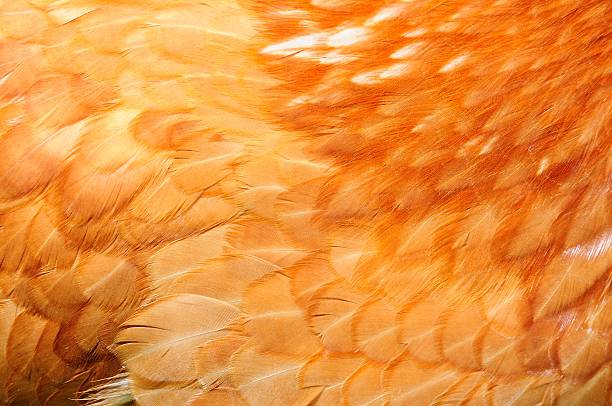 Red Chicken Feathers Close-Up stock photo