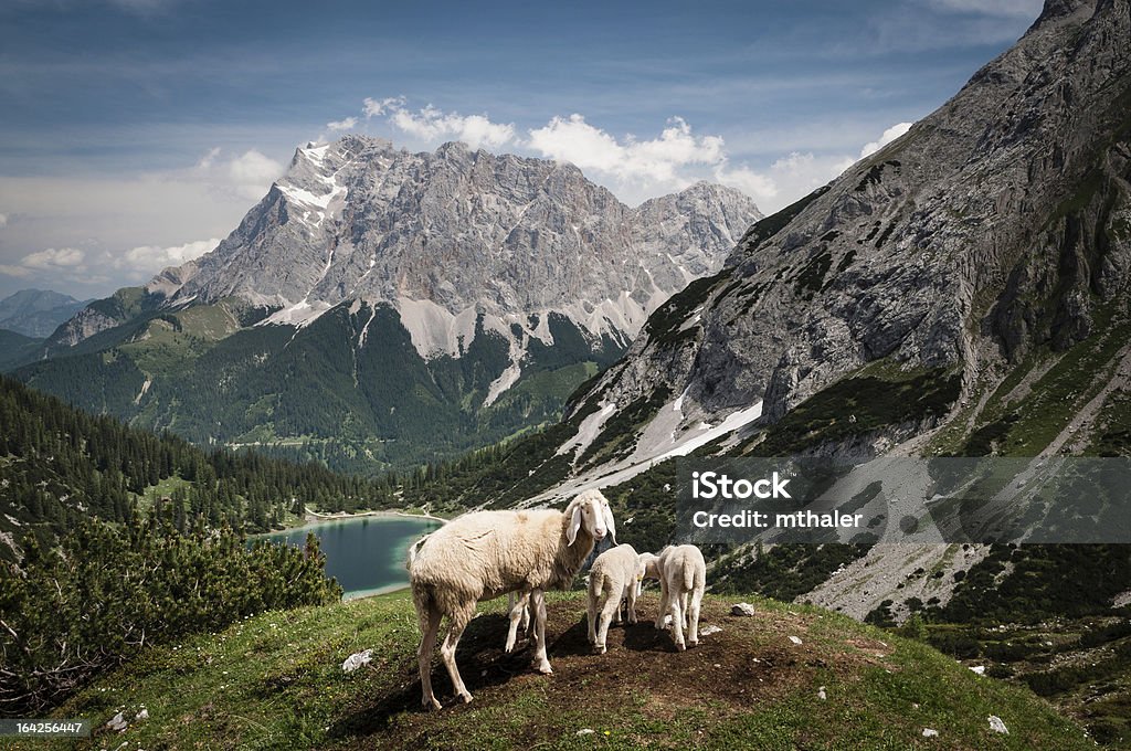 Lago Seebensee y Zugspitze - Foto de stock de Abeto libre de derechos