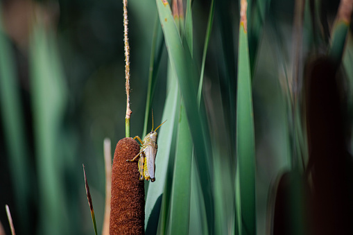 Closeup of Grasshopper on Bulrush Cattail
