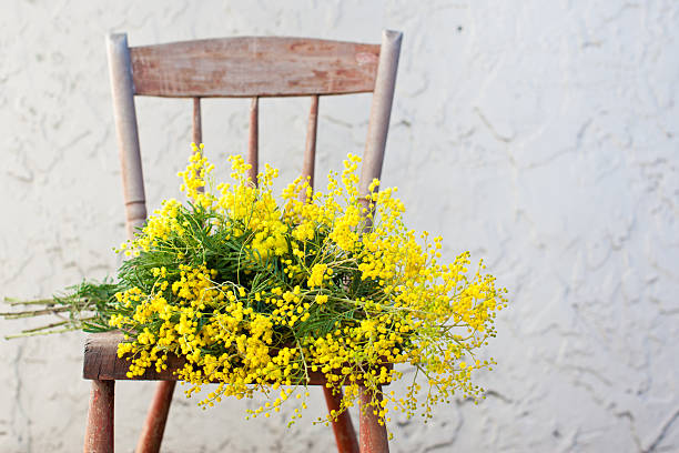 Ramo de flores mimosa en rústicas sillas de madera - foto de stock