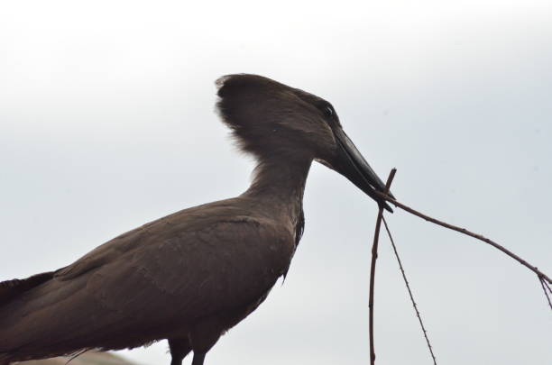 istock A Hamerkop Wading Bird carrying nesting material. 1642571594