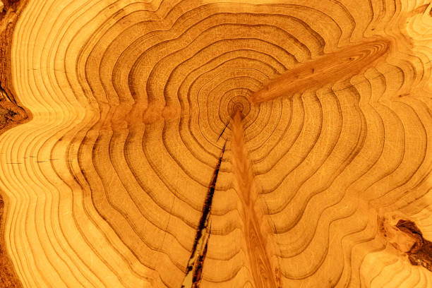 Natural wood round disc of sequoioideae redwoods