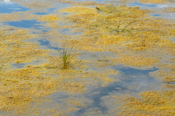 végétation jaune contre eau bleue dans un marais résumé - stagnant photos et images de collection