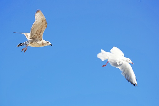 White waterbirds in blue sky