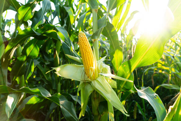 istock Beautiful yellow corn grown in a field. Fresh corn on cobs. Corn harvesting season 1642602847