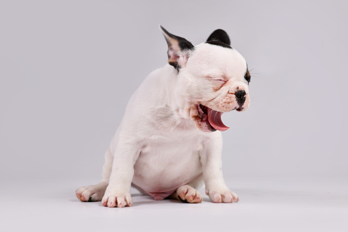 Yawning black and white pied French Bulldog dog puppy