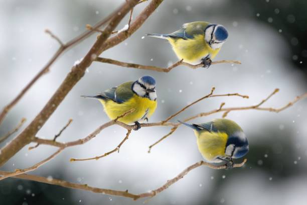 istock Winter scenery with blue tit birds sitting on the branch (Cyanistes caeruleus) 1642608357
