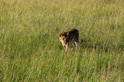 A lion cub curiously and timidly looking safari vehicles