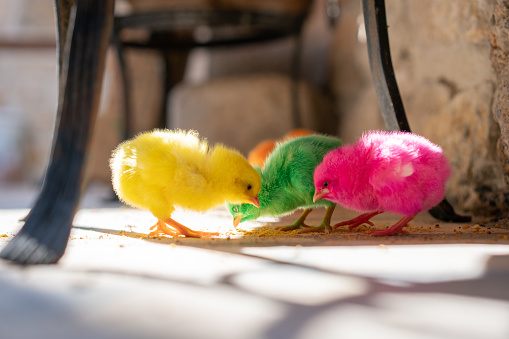 Colorful chicks feeding in a back yard