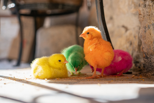 Colorful chicks feeding in a back yard