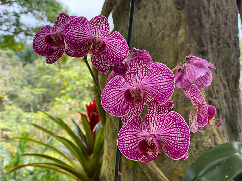 Orchid flower in tropical gardens at La Paz Waterfalls Costa Rica