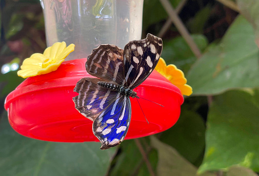 Myscelia cyaniris butterfly on bird feeder in La Paz Falls park Costa Rica