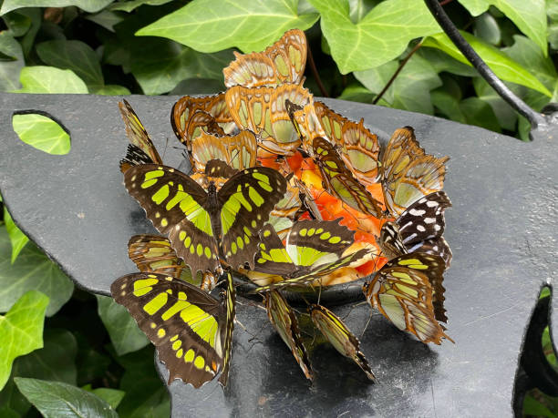 la farfalla di malachite riposa sulla vegetazione parco delle cascate e dei giardini di la paz costa rica - malachite butterfly foto e immagini stock