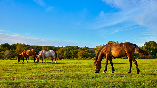 Landscape image of the New Forest, Hampshire early morning with semi-wild ponies.