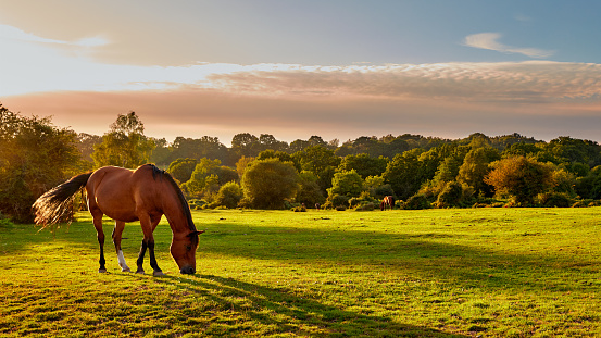 Image of semi-wild pony grazing at early morning in the New Ferest, Hampshire, England