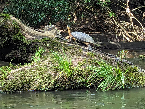 Turtle resting on a log in dense rainforest including white and red Mangrove trees along a branch of the Tarcoles River Costa Rica on the Pacific Coast