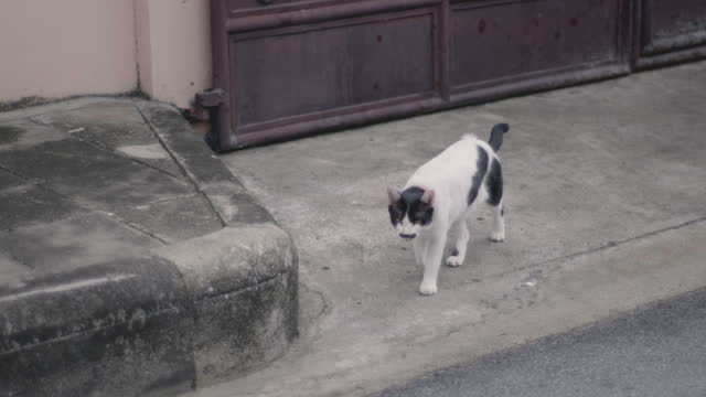 cat walking on street
