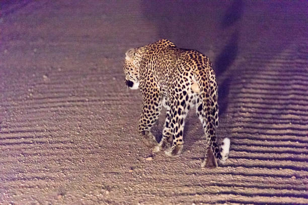 A photo of leopard in South Africa
