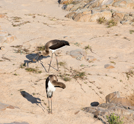 Photo of two young black stork in South Africa