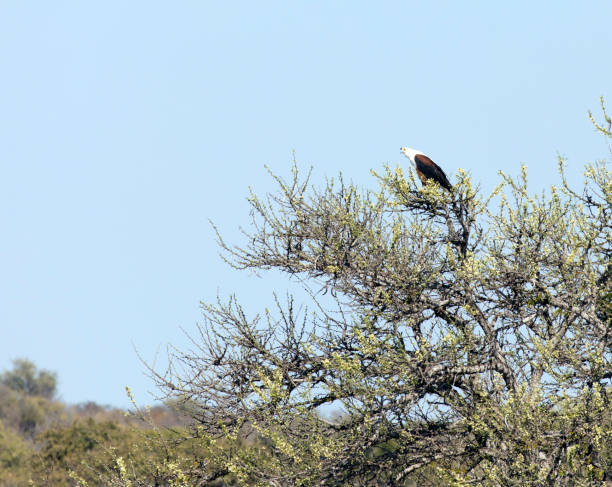istock A view of African fish eagle 1642638648