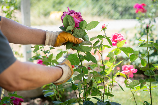 Close-up hands of gardener-florist using secateurs while cutting roses,