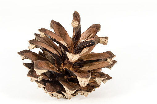 Pine cone isolated on white background. Closeup photo of pine cones like a Christmas decoration.