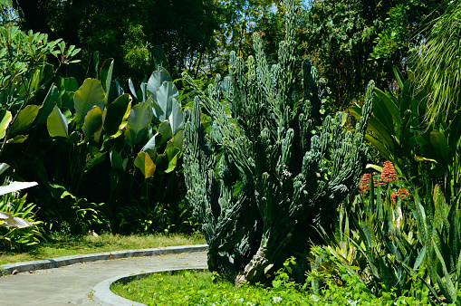 Fresh Green View Of The Garden With Hedge Cactus Among The Foliage Of Other Plants And Trees