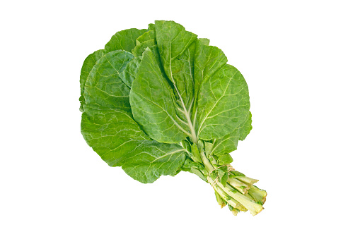 Bundle of collard leaves isolated on white. Loose-leafed cultivar of brassica oleracea. Green vegetable. Berza greens.