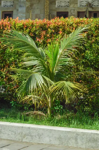 Portrait View Of Young Coconut Tree Plant In Front Of Long Fence Of Syzygium Oleana Plants In The Garden