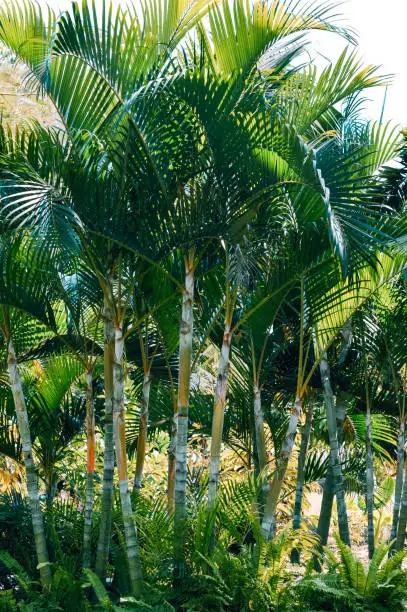 Portrait View Of Natural Fresh Beauty Of Areca Palm Ornamental Plants Growing In The Garden