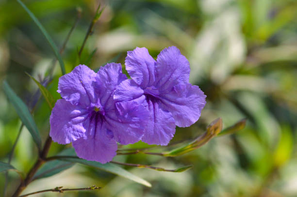 close up of a pair of purple flowers of ruellia simplex plant with blurred background of foliage - flower purple twin blossom imagens e fotografias de stock