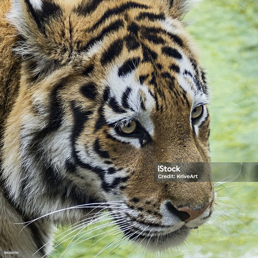 Retrato de um tigre - Royalty-free Animal selvagem Foto de stock