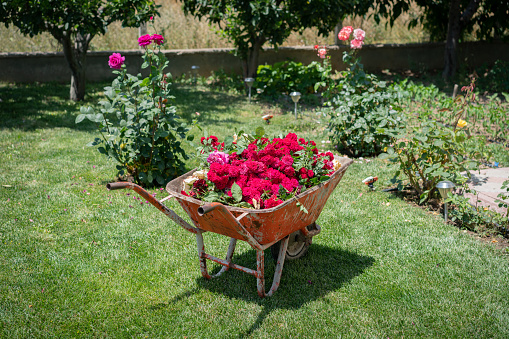 Preparation gardening in roses in the wheelbarrow
