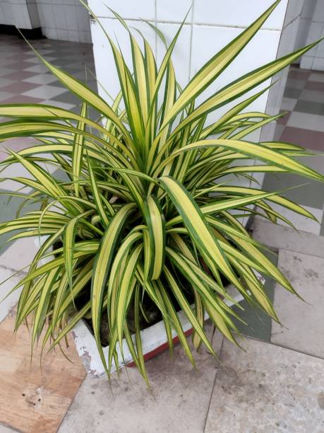 istock Closeup Chlorophytum comosum aka spider plant 1642670432