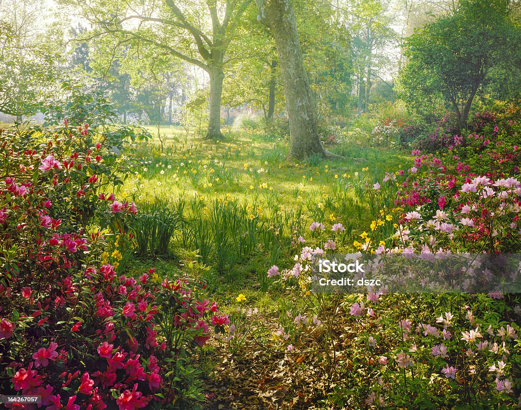 bright nebbia luce solare attraverso azalea e Narciso giardino - Foto stock royalty-free di Fiore