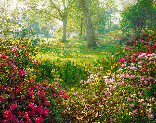 bright nebbia luce solare attraverso azalea e narciso giardino - giardino foto e immagini stock