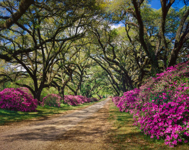 로드쇼의 늘어선 azaleas 및 라이브 오크 나무 그늘, 루이지애나 - country road forest road footpath 뉴스 사진 이미지