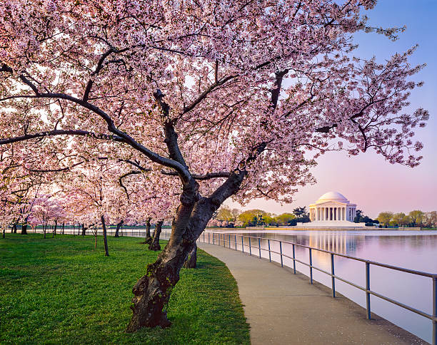 washington dc cherry bäumen, weg, tidal basin-see und jefferson memorial - kirschblüte stock-fotos und bilder