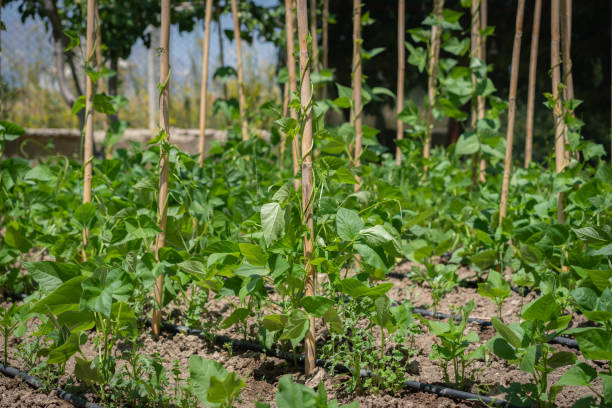 Green bean seedlings in vegetable garden