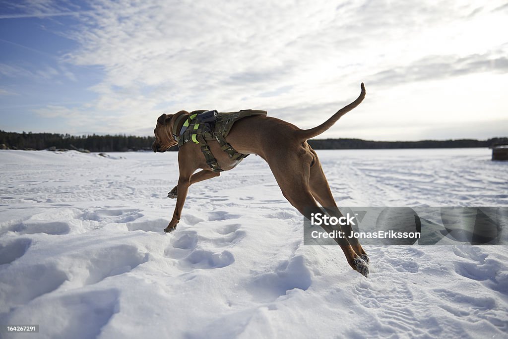 K9 militar en busca de perro en la nieve - Foto de stock de Nieve libre de derechos